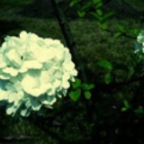 花儿囧囧