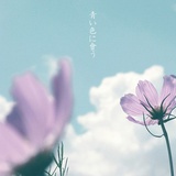 葵