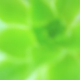 柚子