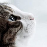 刺猬