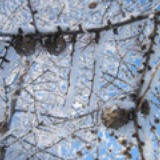 听雪