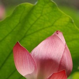小荷婉婉