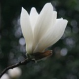 心花怒放赵大枣