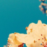 Jingbo