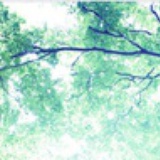 枫叶草