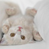 meow