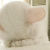 夜、毛毛