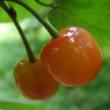 gigixue