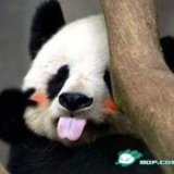 熊猫同学