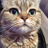 榴莲味猫脚