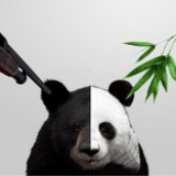 宣纸菊花