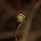 美丽的萝卜伞
