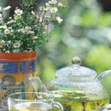 吴茱萸