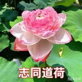 大妇女