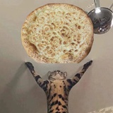 Iggy自由自在