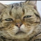 大猫晓晓