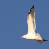Flying chou