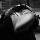 寒武纪鳐鳐