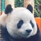 海德林