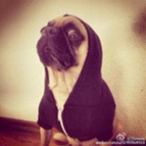 hippo洁