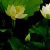 冷月葬花魂