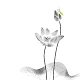 樱花舞