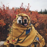 🎀猫小贱👑🐾