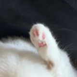 逗猫棒