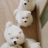 little bear