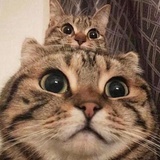 熊猫熊土豆土