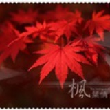 蓝知更