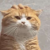 saysaysayá