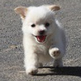狗几