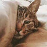 奶猫痴汉草莓酱