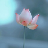 suosusun
