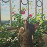 芋圆小姐