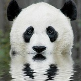 熊猫凶猛