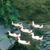 大儿锄豆溪东