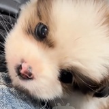 阿拉尔啦啦