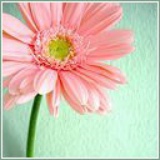 于小花
