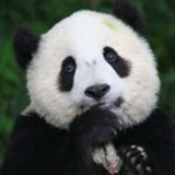 橙汁一样酩酊