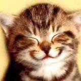 一只老烟猫