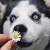 guoahc