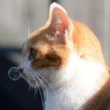平行環状線