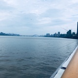 陆羽泡的茶