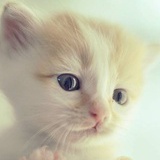 melody