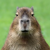 Krolock Lecter