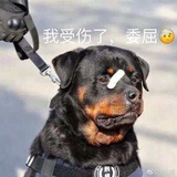 小妖心疼仔