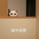 余春菇୧( "̮ )୨