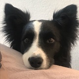 Evie_Cali